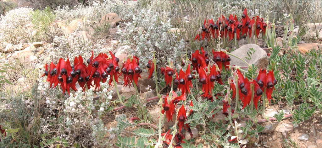 Sturn desert pea